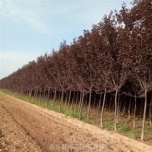 出售红叶李树苗 红叶李工程行道树 3-6工分***红叶李批发