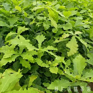 �����ɹ�����_�ɹ�������۸�_�ɹ���С�繩Ӧ
