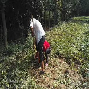 �����첼��ɽ��1���� �������ٶ�ֲ֦��m1
