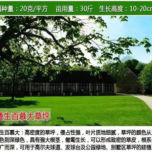 四川甘孜常青道路护坡草种销售批发刺槐草种籽