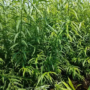 吉林白山¥ 大量出售柳条¥杞柳¥ 汉柳¥ 灌木柳¥