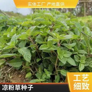 凉粉草 特色各植基地 凉粉草种子批发