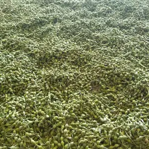 云南麻栗坡苦参种子_药材山豆根苗_新鲜山豆根现货供应