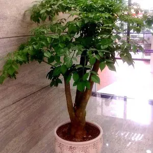 合肥大幸福树绿宝树租赁销售