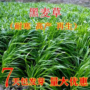 贵阳草种草籽批发市场网店