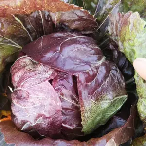 红菊苣种子VASARI威萨瑞