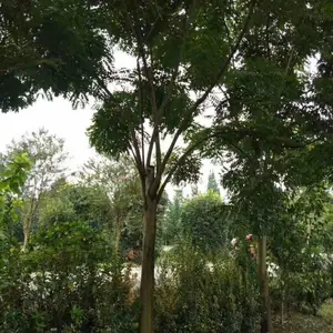 �Ĵ��ɶ������۸�10����15����20���ֻ�������СҶ����