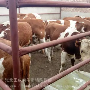 供应品种牛西门塔尔牛-华北牲畜交易中心在哪里