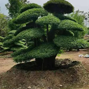 湖北造型白蜡-京山白蜡树价格-5米高丛生多杆对接白蜡