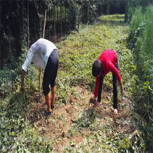 �����첼��ɽ��1���� �������ٶ�ֲ֦��m1