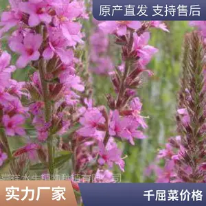 ǧ���� �� �ڷ�25���� �߶�40-50���� �����̻�