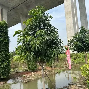 小规格全冠秋枫