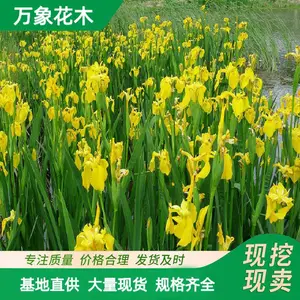 基地出售 黄花鸢尾 宿根挺水植物 池塘水生花卉 菖蒲小苗