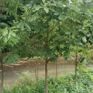 如东苗木基地***:3、8、12、15公分大叶女贞的图片/批发