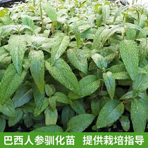 巴西人参驯化苗 ,巴西人参即采即发 保障存活率