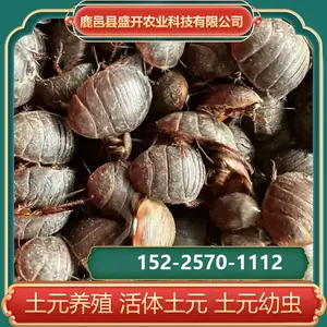 虫干药材 土元养殖 没有市场竟争 省时省工 晚上投喂