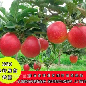 全新矮化鲁丽苹果苗一株多少钱 ?
