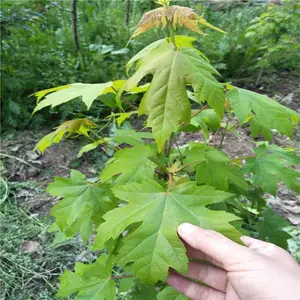 ���Գ�����Ƿ��� 1����2����3������Ƿ����� ��Ƿ�С��