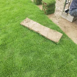 湖南株洲卷草基地 道路绿化工程用草 草皮颜色青绿、修剪平整