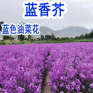 ����滨���� ŷ���㻨�� ���ﲥ�� ���� ͥԺ���ۻ������� ����ֲ������ ����ֲ��