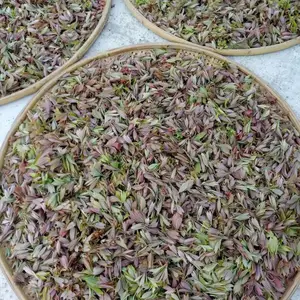 重庆四川老鹰茶苗 供应老荫茶种苗 出售老荫茶种苗