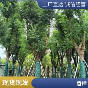 ������ ͥԺ�羰�� �����̻���ľ �е����ļ�����