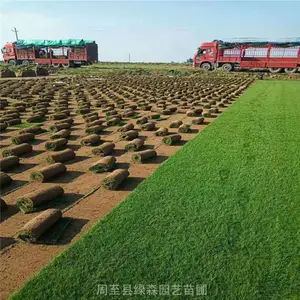 周至草坪基地 工厂绿化草坪铺装 混播草皮批发技术指导