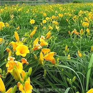 大花萱草基地 万亩大花萱草地栽苗便宜 当天订购当天发货