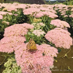 �������� �޸����ܰ˱����� ���߾������ʯ��Ʒ����ȫ