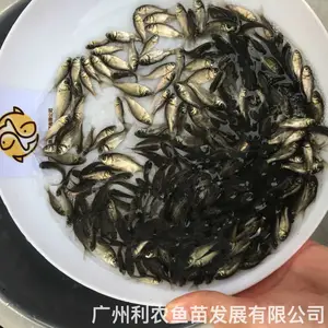 �п�5��3������������ ������Գ�һ�� ȫ������ �ͺ����