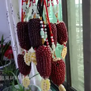 迷你小玉米 红玉米 草莓玉米 袖珍玉米 小玉米 迷你玉米 文玩玉米 袖珍玉米