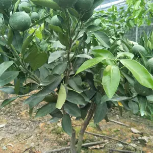 �������� ���� 091�޺��ָ� ����ֱ��