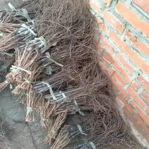���־޷��繺������������޷��������Բ�����