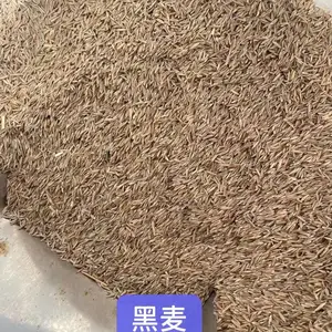 福禄考黄菖蒲花子玩具向日葵花种籽耧斗菜沙蒿草籽山樱桃榆叶梅