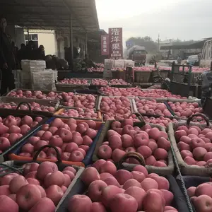 烟台蓬莱红富士 苹果代办场地