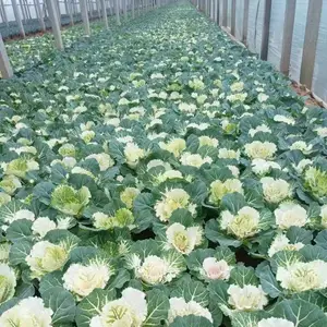 ���¸��� �ڻ�ϵ�� ��ɫ���� ɫ�ʷ��� ��ʽ���� �Ͷ��ͺ��ͺ� ����
