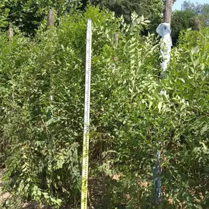 日照五莲县榆树苗基地批发5公分榆树苗批发