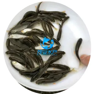出售青竹鲩鱼苗/广西钦州青竹鲩鱼苗批发/广东茂业水产