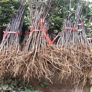 新起点园艺场1米高大红袍花椒苗价格 九叶青花椒苗报价多少钱 山东花椒苗基地
