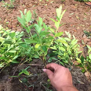 江西永新幼苗的价格技术咨询