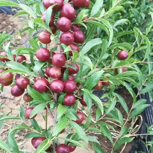 黑龙江多头钙果苗种植基地