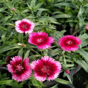 ʯ�� ��̳����ɫ���쾰�� ��̨���� ͥԺ�����ر��̻���