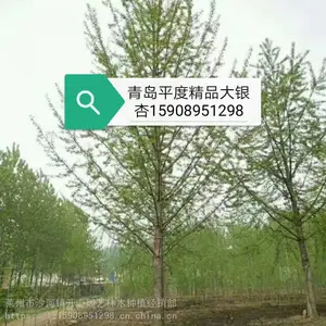 山东青岛平度市精品银杏 国槐 法桐 白蜡产地 基地 价格 生产基地直销