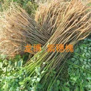 丛生紫穗槐小苗多少钱一颗-龙博紫穗槐低价直销