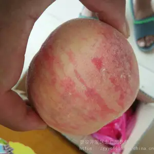 ��ѩ����۸���������������6�³�������Ʒ��