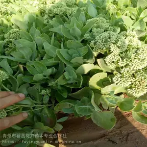 �˱�������ֲ�����˱�����۸�����˱����컨���Ǽ���