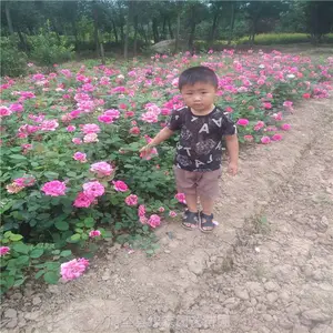 陕西月季苗批发 大红花月季 营养杯月季苗圃直销