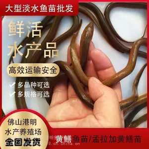 【品质农货批发本地黄鳝鱼苗】江西淡水黄鳝鱼苗秋季价格 存活***