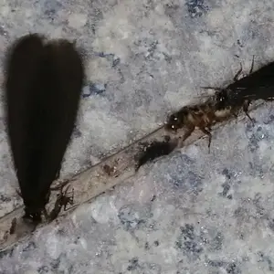 莲花白蚁***管理中心 新建工程白蚁*** 白蚁***公司