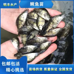 水产养殖鳜鱼苗 翘嘴桂花苗 桂鱼鱼苗 贵鱼苗 鲜活出售